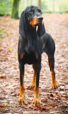 Black and Tan Coonhound