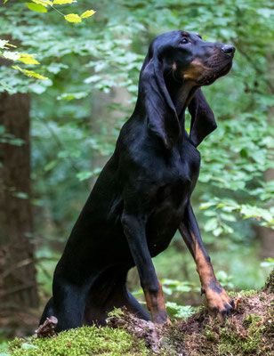 Black and Tan Coonhound