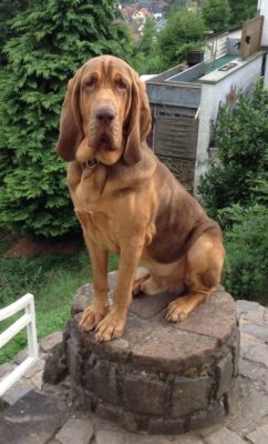 Bloodhound