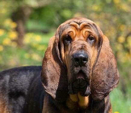 Bloodhound