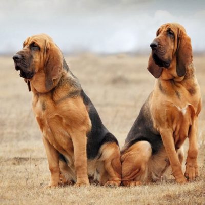 Bloodhound