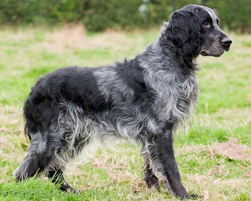 Blue Picardy Spaniel