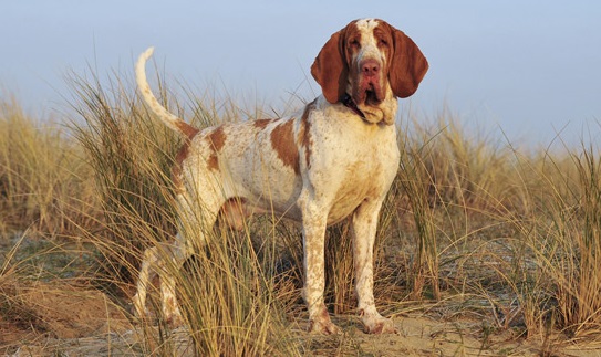 Італійський Лягавий Собака