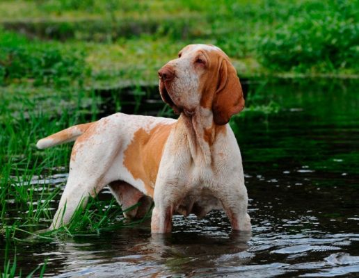 Bracco Italiano