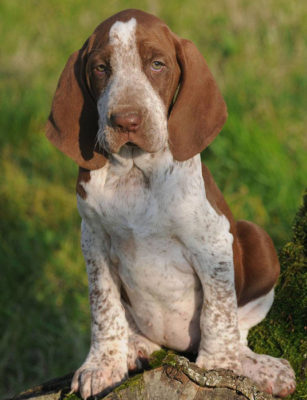Bracco Italiano