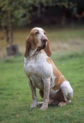 Bracco Italiano