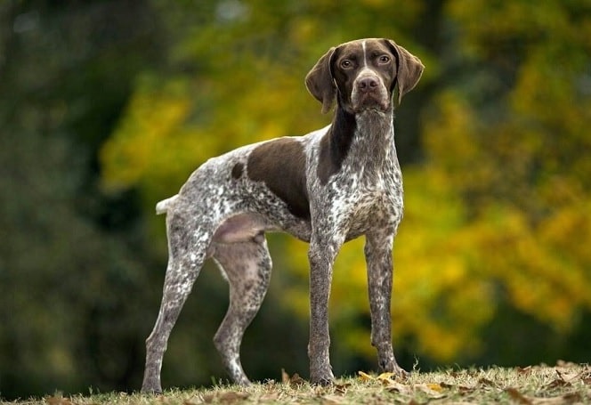 Французький Лягавий Собака Ґасконського Типу
