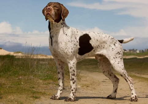 Braque Francais (Gascogne)