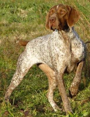 Braque Francais (Gascogne)