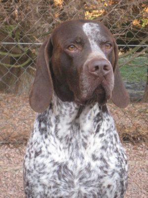 Braque Francais (Gascogne)