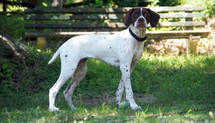 Braque Francais (Pyrenees)