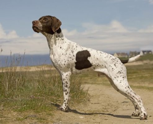 Braque Francais (Pyrenees)
