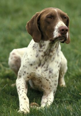 Braque Francais (Pyrenees)