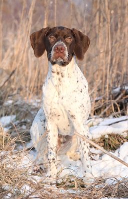 Braque Francais (Pyrenees)