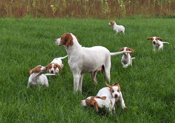 Braque Saint-Germain