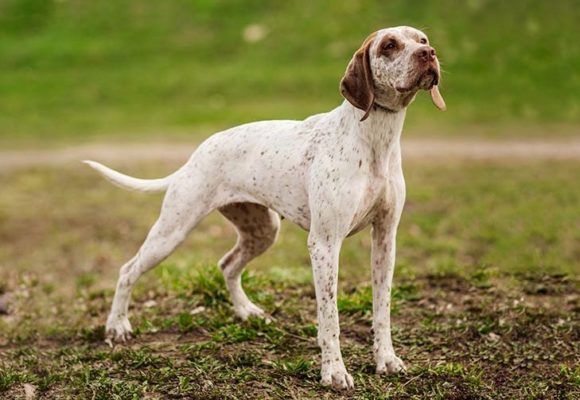 Braque du Bourbonnais