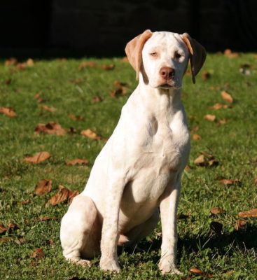 Braque du Bourbonnais