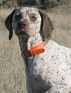 Braque du Bourbonnais