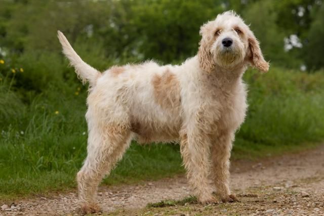 Середній Вандеенський Грифон