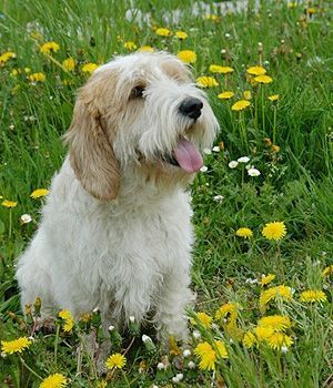 Briquet Griffon Vendéen