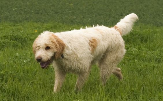 Briquet Griffon Vendéen