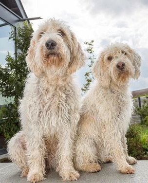 Briquet Griffon Vendéen