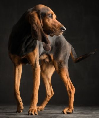 Bruno Jura Hound