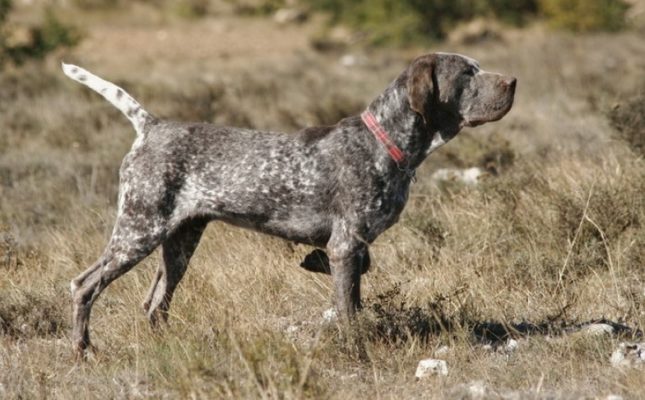 Burgos Pointer