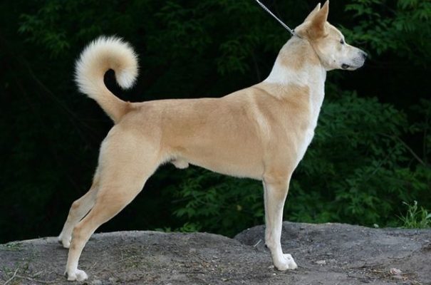 Canaan Dog