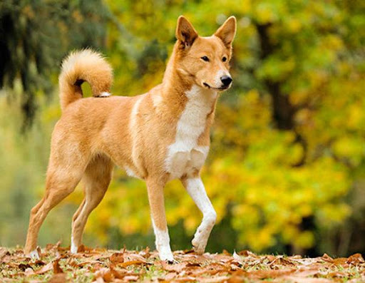 Canaan Dog