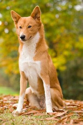 Canaan Dog