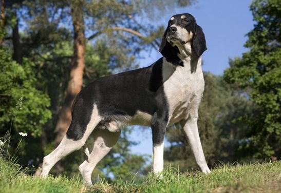 Французький Біло-чорний Гончак