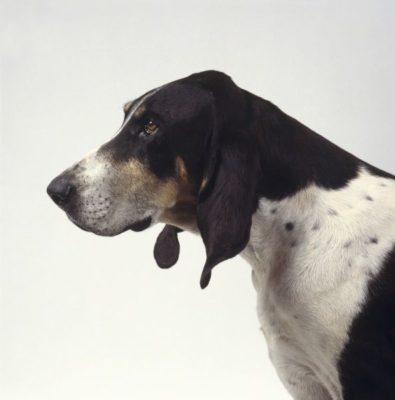 Chien Français Blanc et Noir