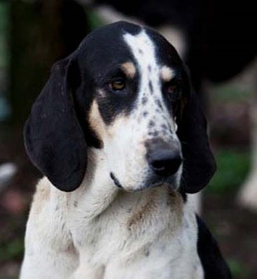 Chien Français Blanc et Noir