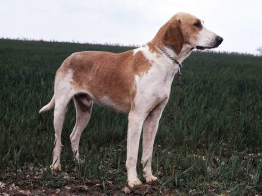 Chien Français Blanc et Orange