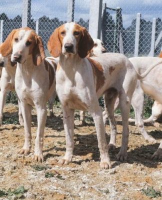 Chien Français Blanc et Orange