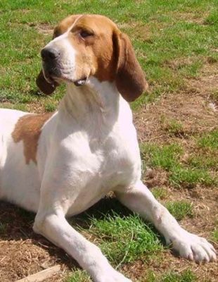 Chien Français Blanc et Orange