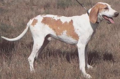 Французький Біло-помаранчевий Гончак