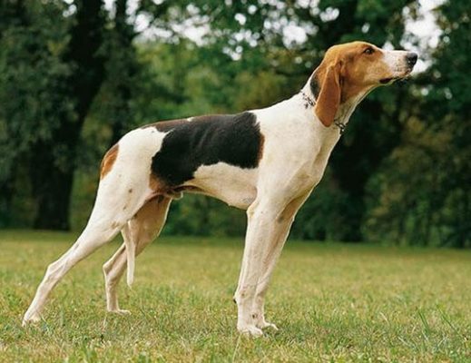 Chien Français Tricolore