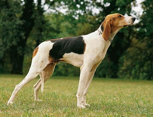 Французький Триколірний Гончак