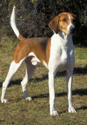 Chien Français Tricolore