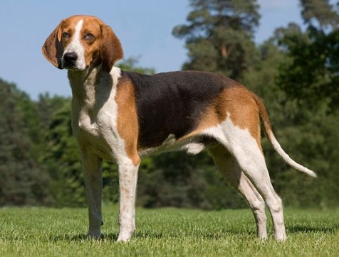 Chien Français Tricolore