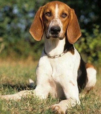 Chien Français Tricolore