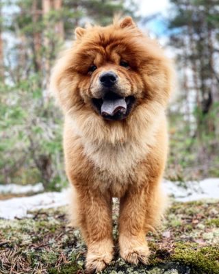 Chow Chow