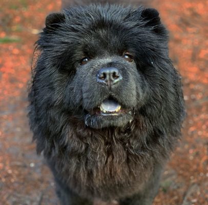 Chow Chow