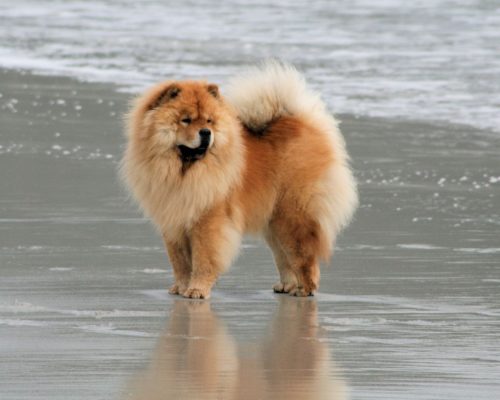Chow Chow