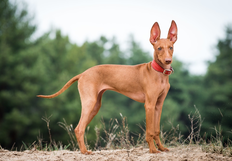 Чірнеко Дель Етна