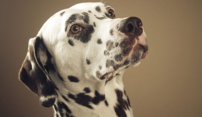Dalmatian