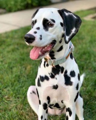 Dalmatian