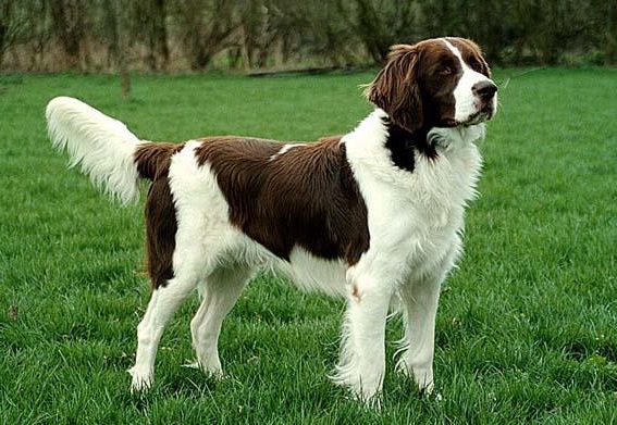 Дрентський Патрейсхунд